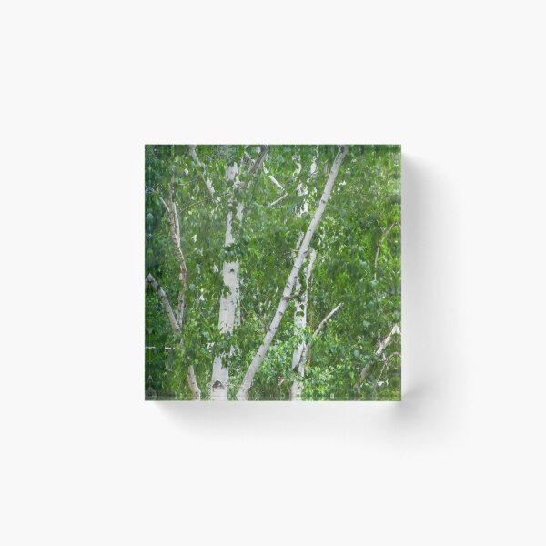 Item preview, Birch Tree Photography Green White Woods Forest Summer designed and sold by Siela.