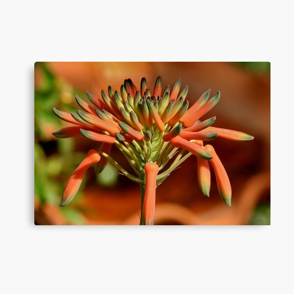 Item preview, Opulent Orange designed and sold by Tainia Finlay.