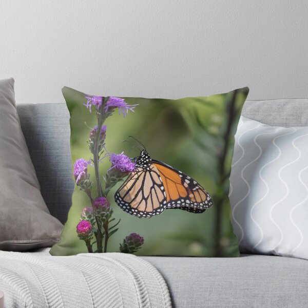 Item preview, Monarch 2017-8 designed and sold by Thomasyoung.