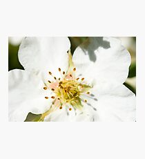 Flower macro Photographic Print
