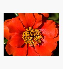 Flower macro Photographic Print
