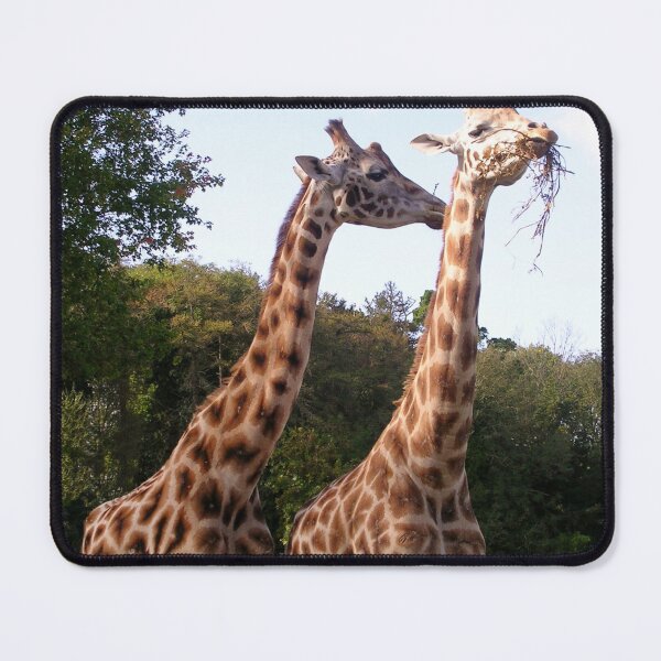 Item preview, Giraffes at Paignton Zoo designed and sold by lezvee.