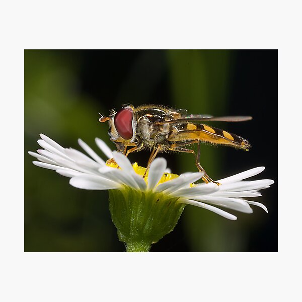 Item preview, Hoverfly on a Daisy designed and sold by Greg Carlill.