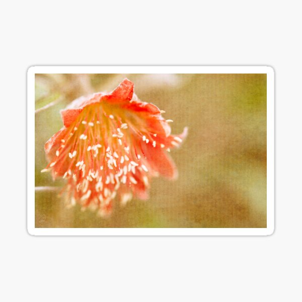 Item preview, Flora designed and sold by Margi.