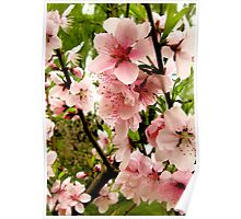 peach blossom spring a novel melissa fu peach blossom spring a novel melissa fu
