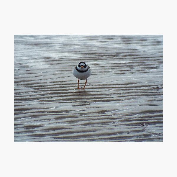 Solitude Photographic Print