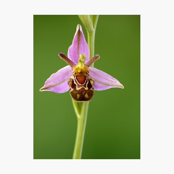 Item preview, Bee Orchid designed and sold by godders.