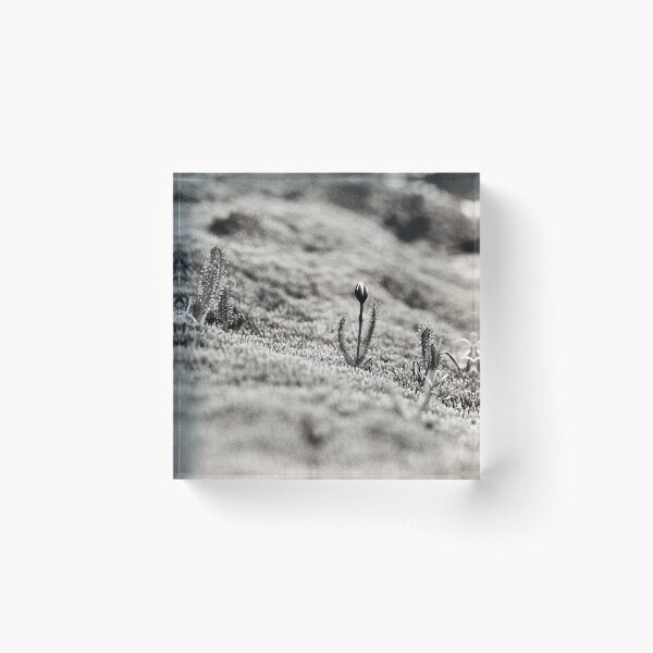 Item preview, Alpine Sundew designed and sold by Andrew Smyth.