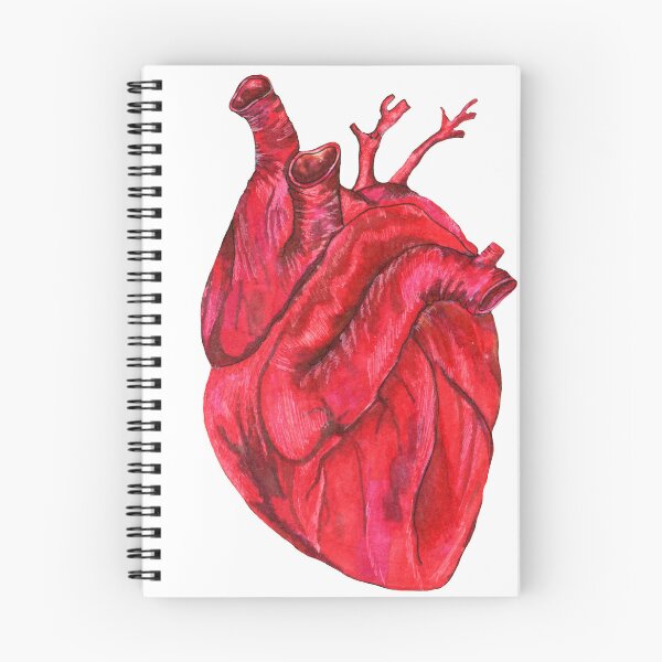 Item preview, Human anatomical heart, vector illustration drawn by hand designed and sold by Verchikowl.