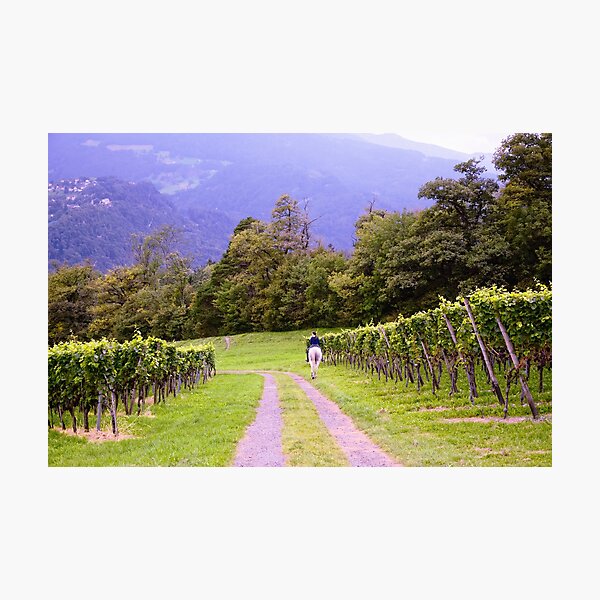Vineyard and Rider Photographic Print