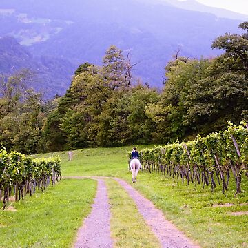 Artwork thumbnail, Vineyard and Rider by Mallorn