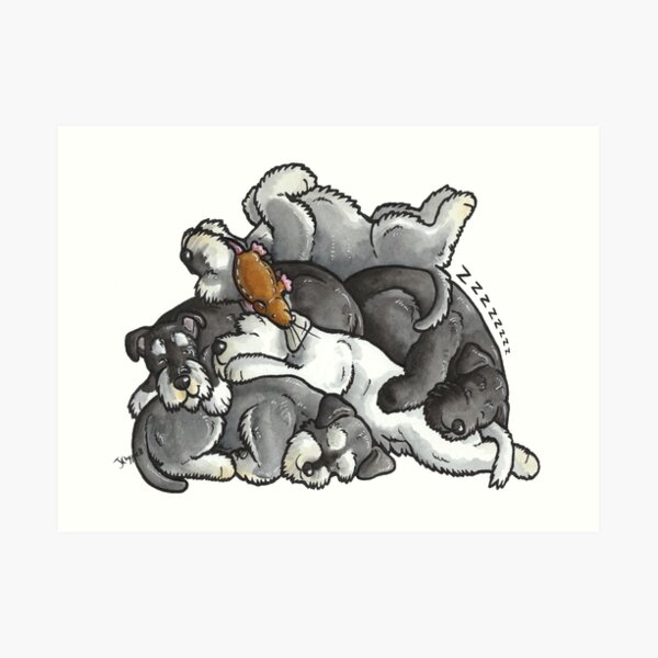Miniature Schnauzer - sleeping pile Art Print