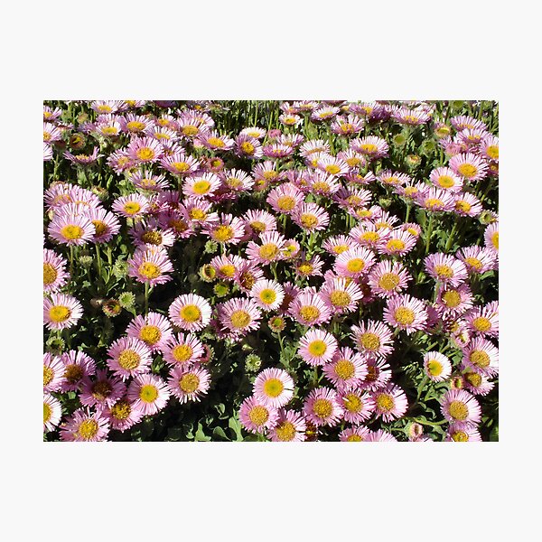 Item preview, Pink Chrysanthemums designed and sold by Mischa.
