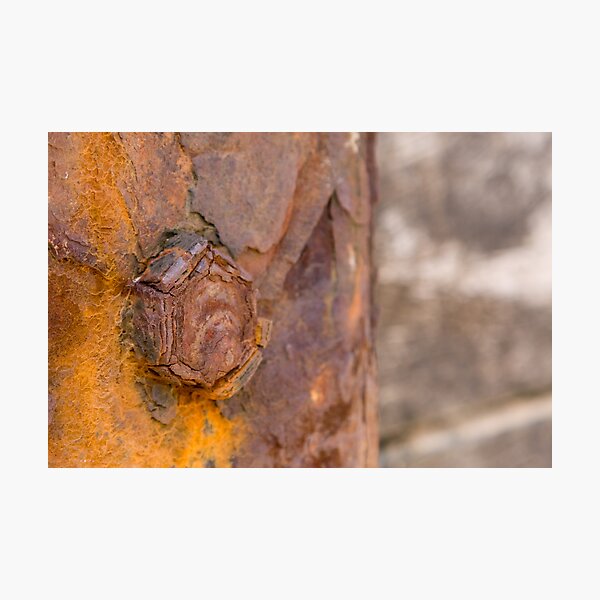 rusty bolt Photographic Print