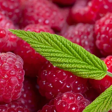 Artwork thumbnail, SALE!!! Raspberry! by Vitalia