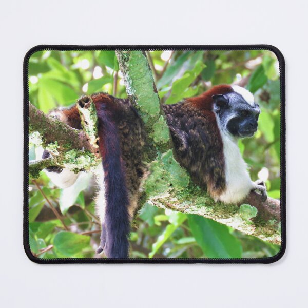 Item preview, Monkey in Tree - Boquete, Panama designed and sold by julyperson.