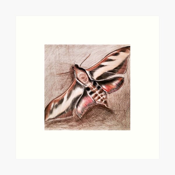 Brown Moth Art Print