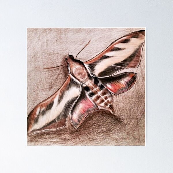 Brown Moth Poster