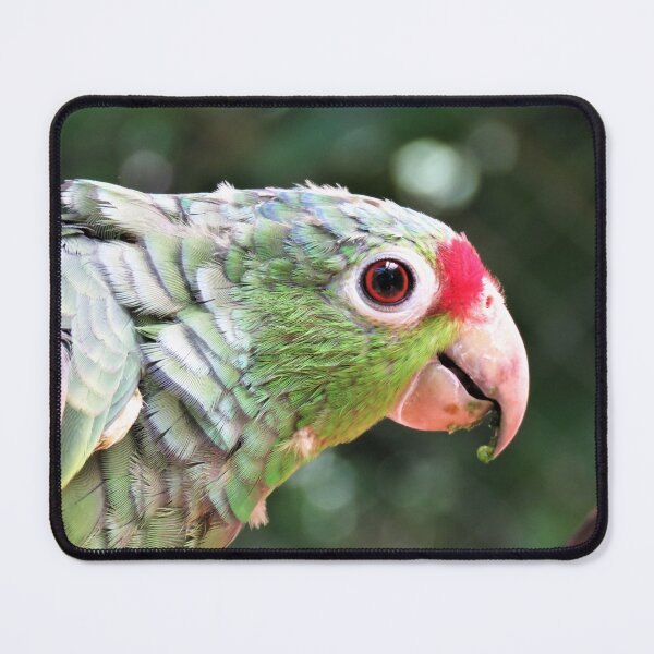 Item preview, Green Parrot Photography designed and sold by julyperson.