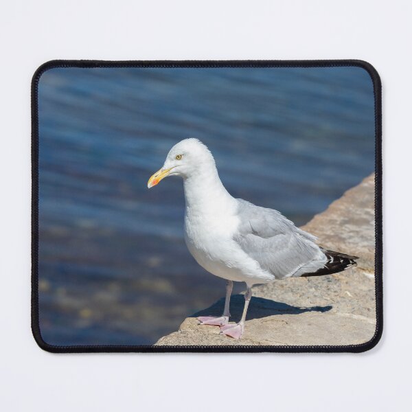 Item preview, European Herring Gull Adult designed and sold by Tanya C  Smith.