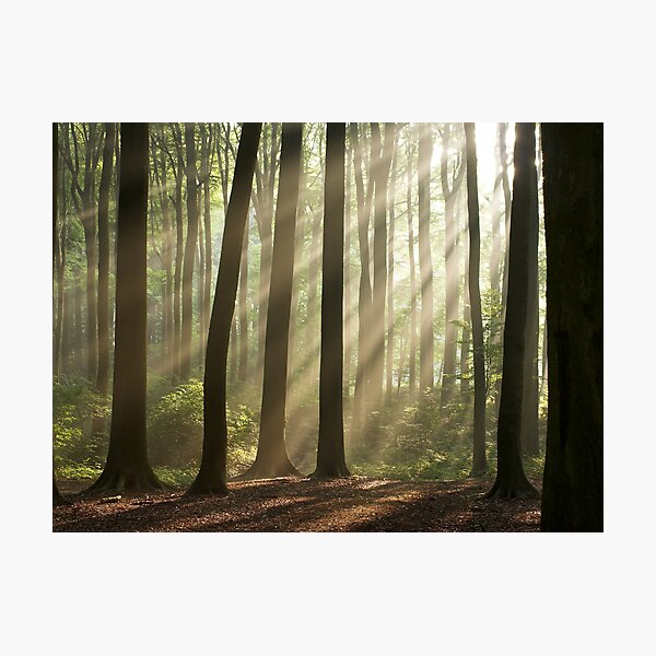 Sun rays in morning forest Photographic Print