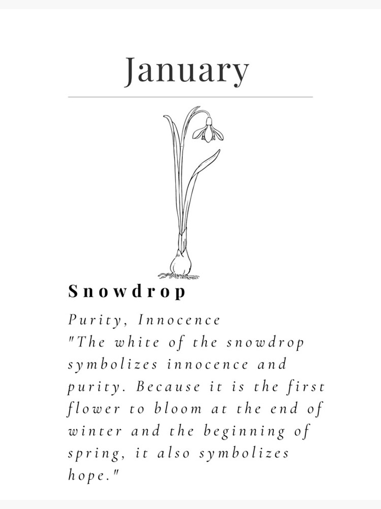 3,600+ Drawing Of Snowdrop Flower Stock Illustrations, Royalty-Free Vector  Graphics & Clip Art - iStock