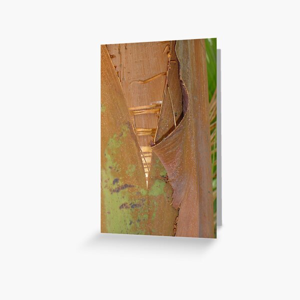 shyly open your soft heart Greeting Card