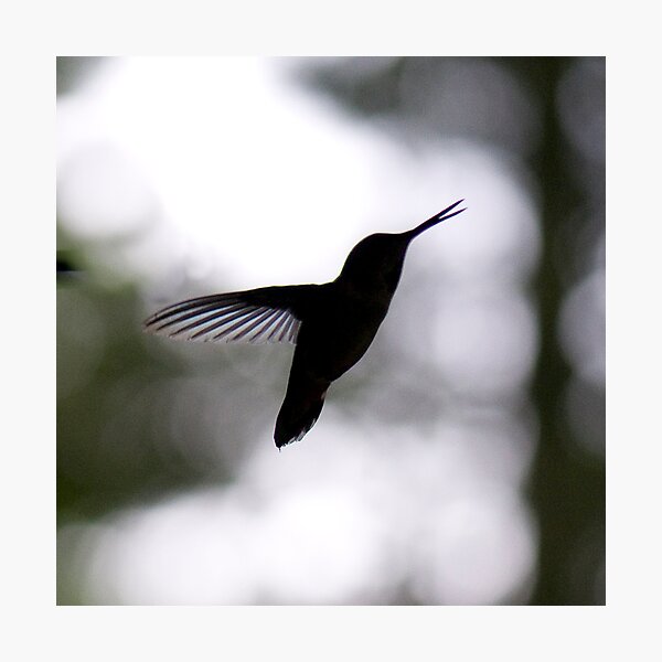 Evening Song Photographic Print