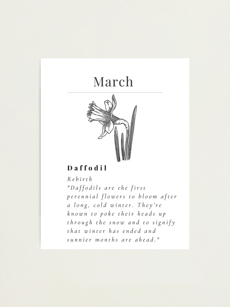 Minimalistic Birth flower March Daffodil flower meaning Rebirth  Photographic Print