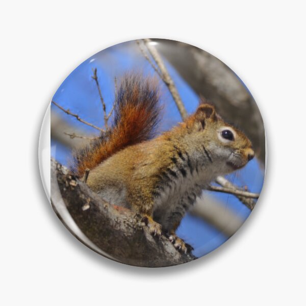 Item preview, Red squirrel over look designed and sold by enchantedvibes.