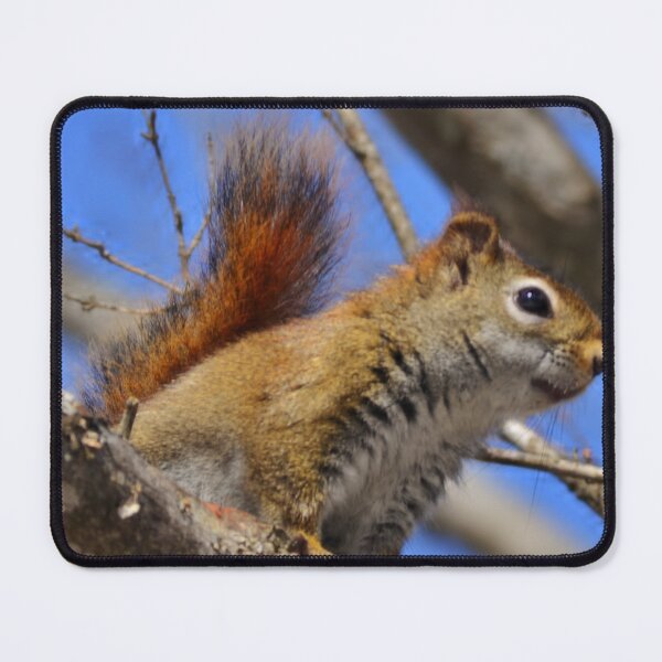 Item preview, Red squirrel over look designed and sold by enchantedvibes.