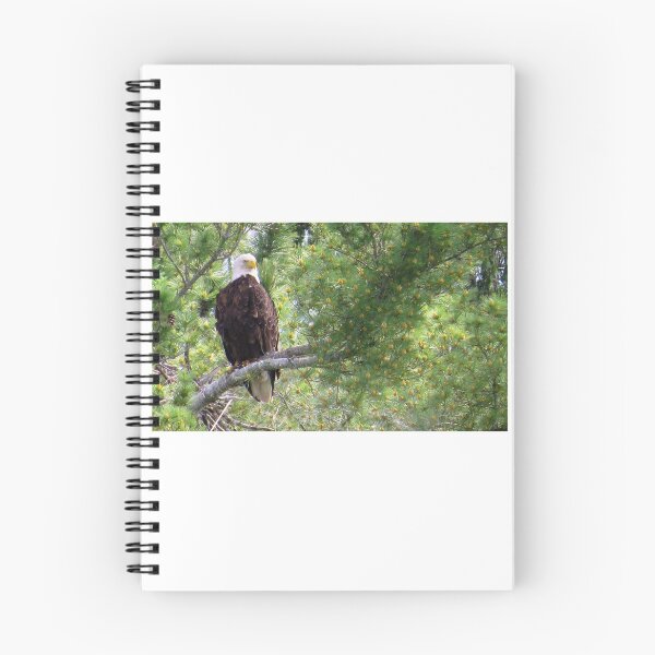 Item preview, Bald Eagle in Pine Tree (#2) designed and sold by Debbie Center.