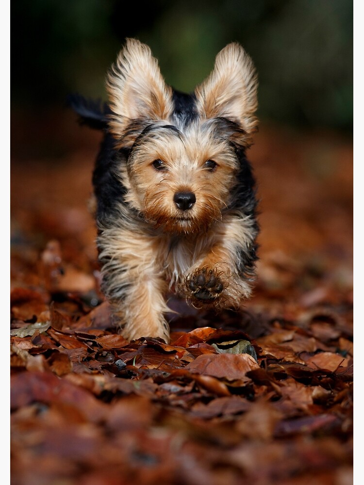 Yorkie with big ears