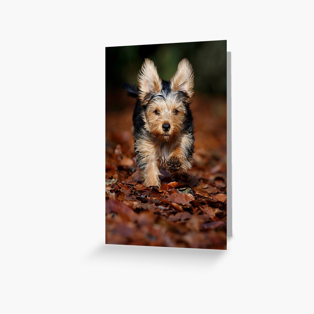 Dobby The Chorkie Yorkshire Terrier Cross With Big Ears Greeting Card By Jrbirds Redbubble