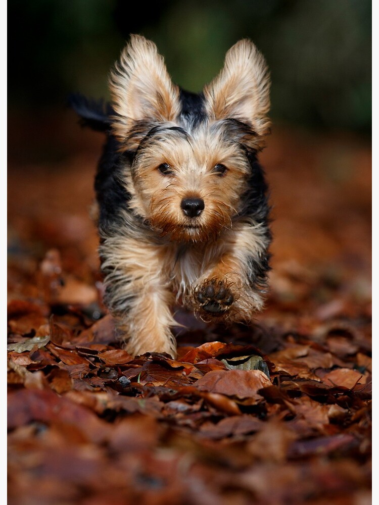 yorkie-long-ears-ubicaciondepersonas-cdmx-gob-mx