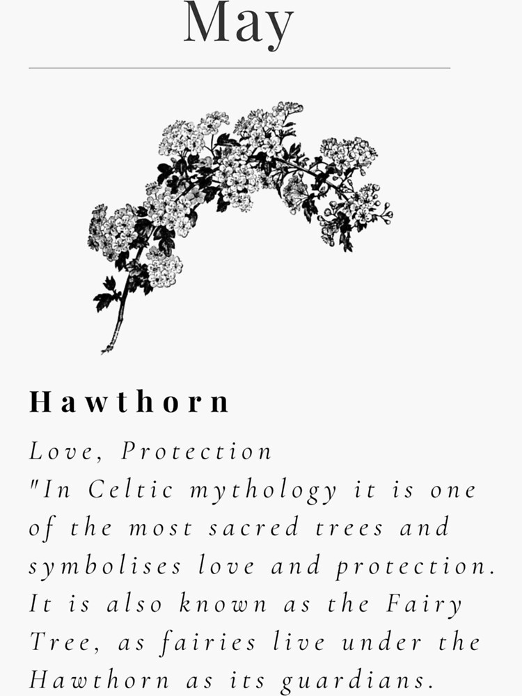 "Minimalistic Birth flower May Hawthorn flower meaning Love and