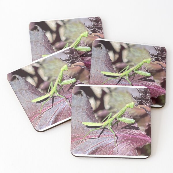 Item preview, Praying Mantis on Basil  designed and sold by Christasbubble.