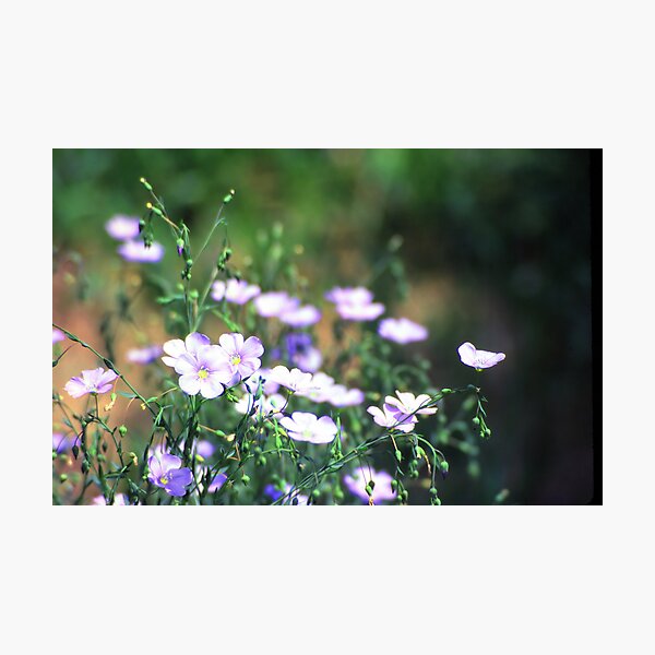 Little Gifts Photographic Print