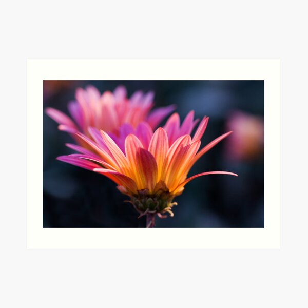 Pastel Peregrination Art Print