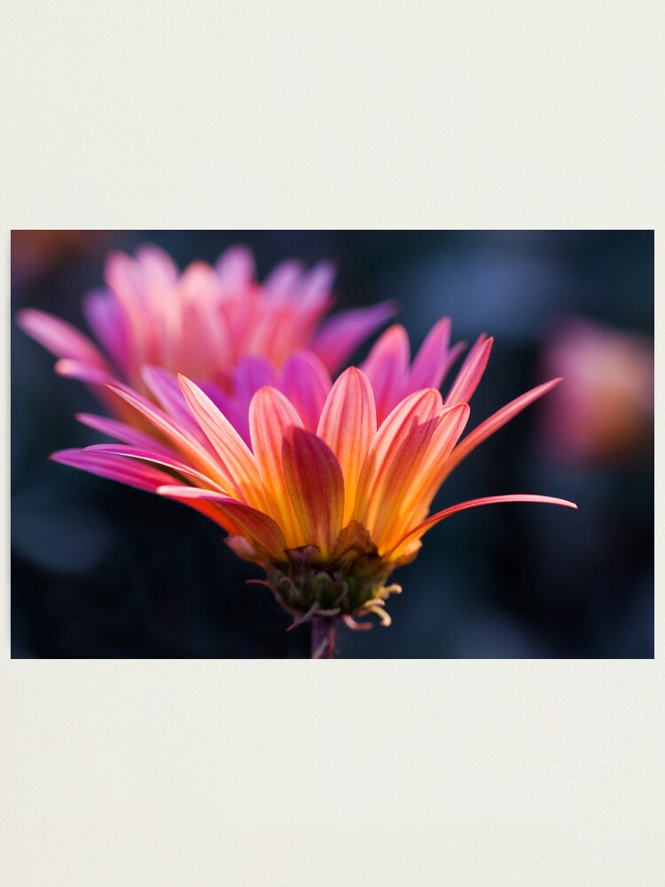 Alternate view of Pastel Peregrination Photographic Print