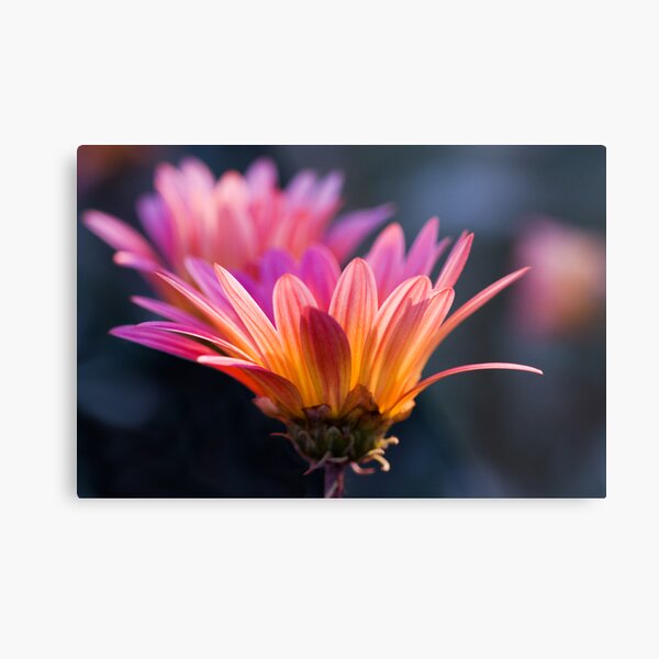 Pastel Peregrination Metal Print