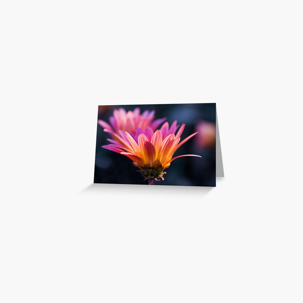 Pastel Peregrination Greeting Card
