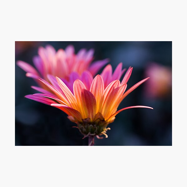 Pastel Peregrination Photographic Print