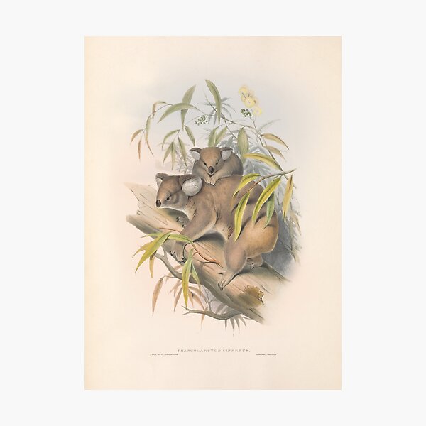 Item preview, Common Brushtail Koala - John Gould designed and sold by vintagepixs.
