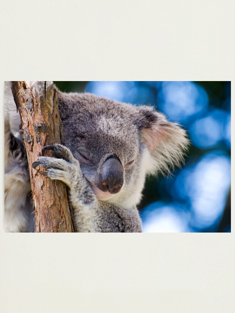 Alternate view of Snugglepot Photographic Print