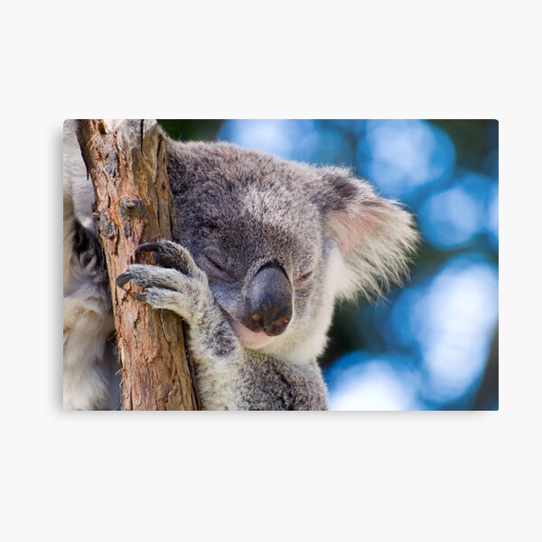 Snugglepot Metal Print