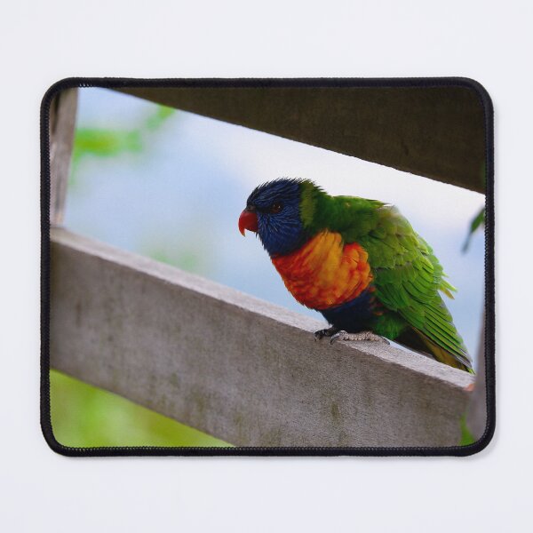 Item preview, Rainbow Lorikeet Looking Through Fence designed and sold by carmelgrace.