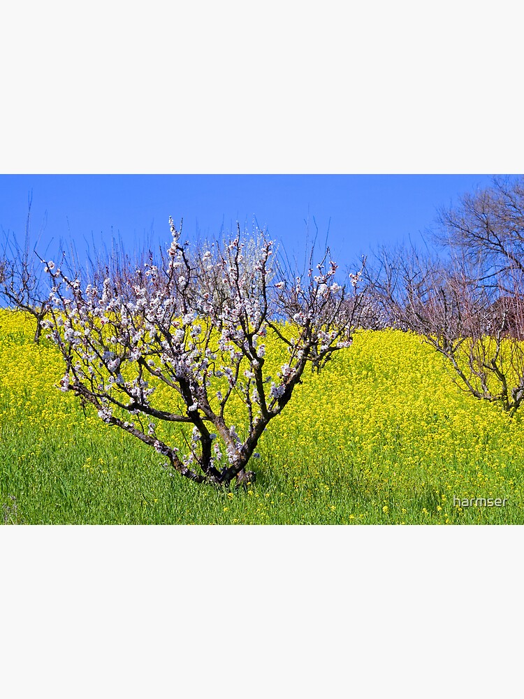 The Hills Are Alive by harmser