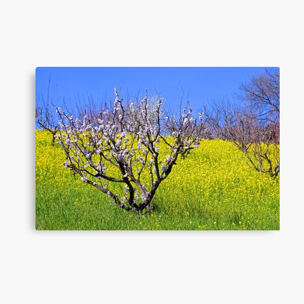 The Hills Are Alive Canvas Print