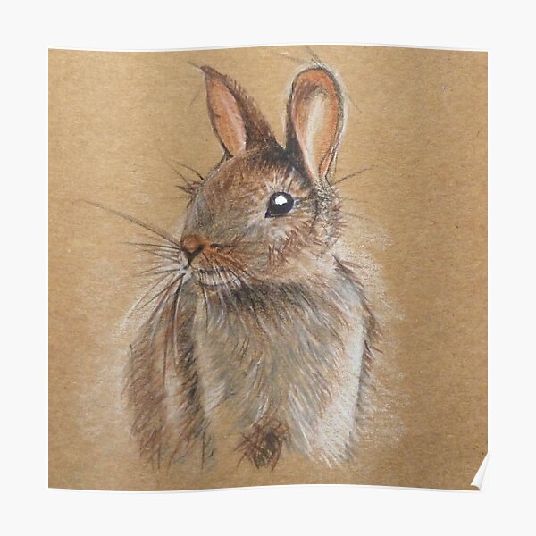 Baby Bunny Poster